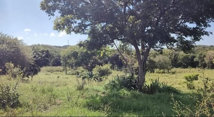 LAND 28 HECTARES – Oricuajo, San Mateo - photo 12