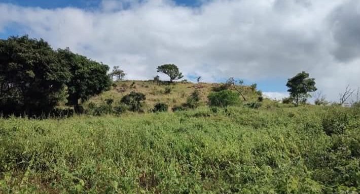 LAND 28 HECTARES – Oricuajo, San Mateo - photo 18