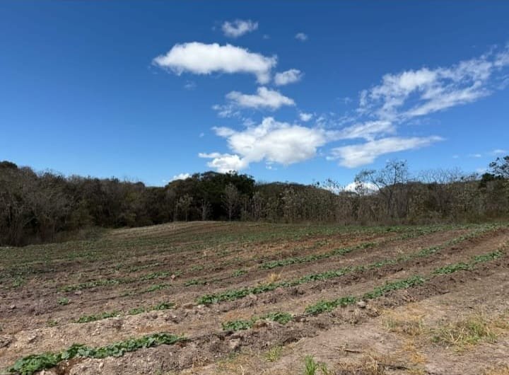 LAND 28 HECTARES – Oricuajo, San Mateo - photo 4