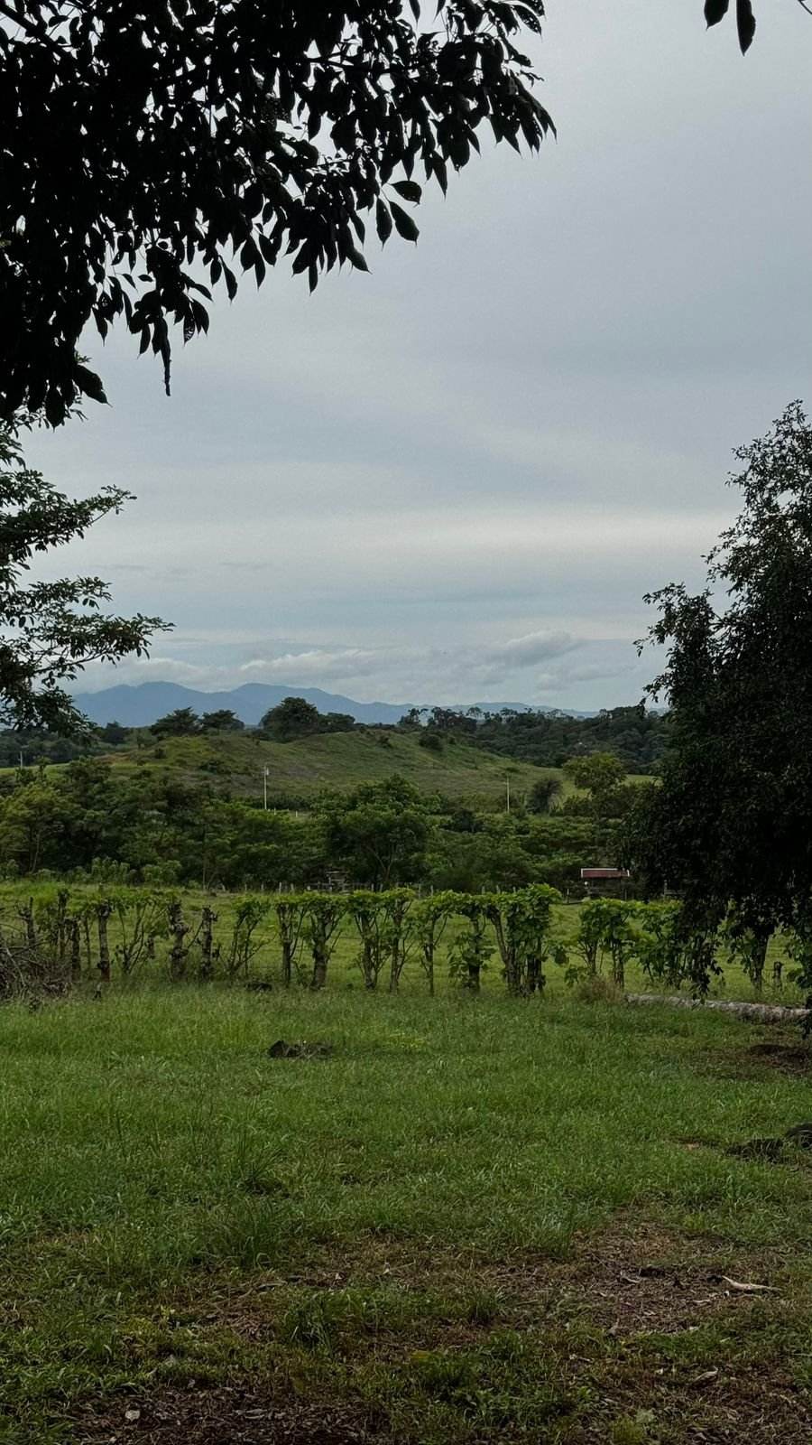 FRUIT TREES  - LAND 5 000m2 - Oricuajo San Mateo - photo 2