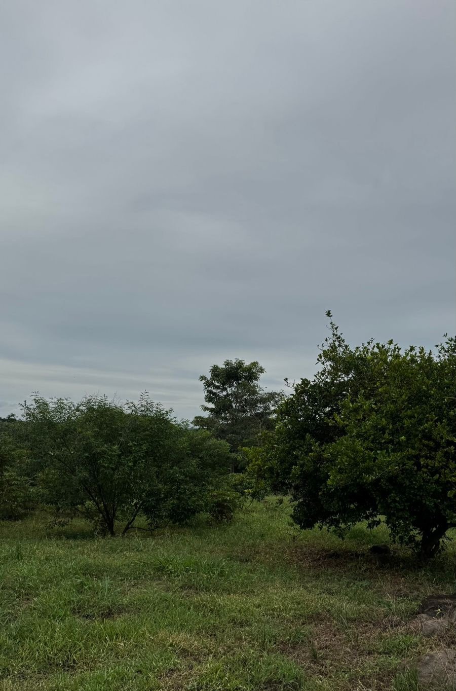 FRUIT TREES  - LAND 5 000m2 - Oricuajo San Mateo - photo 3