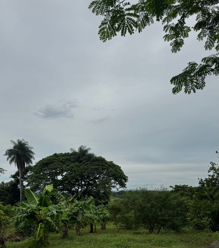 FRUIT TREES  - LAND 5 000m2 - Oricuajo San Mateo - photo 5